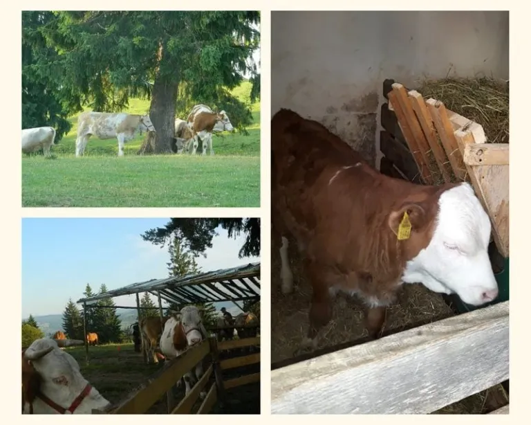 Curs Lucrător în creșterea animalelor
