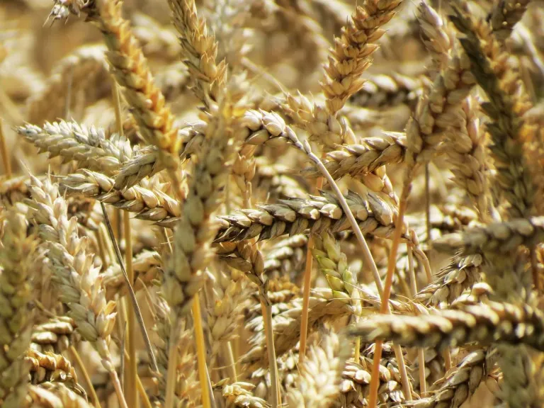 Curs Managementul exploatațiilor agricole